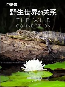 野生世界的关系