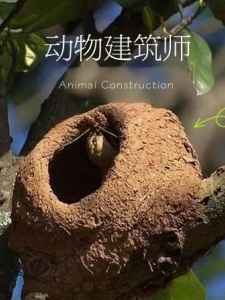动物建筑师